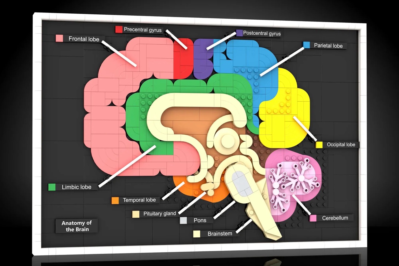 Anatomy of the Brain by Martin_Studio reached 10.000 votes and is now under LEGO® review.