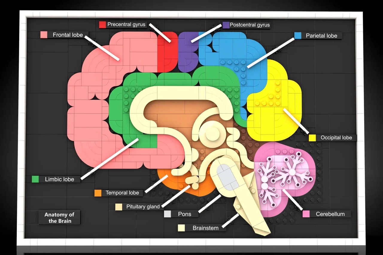 Anatomy of the Brain by Martin_Studio reached 10.000 votes and is now under LEGO® review.